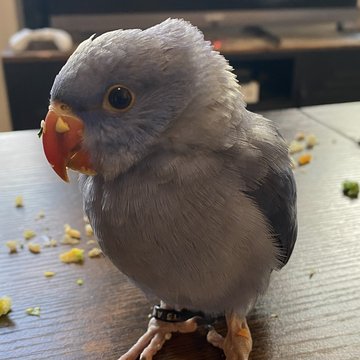 Darwin, a blue Indian Ringneck