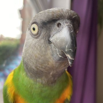 Parley, a Senegal parrot