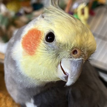 Rebel, a cockatiel looking into the camera