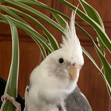 Ripley, a white-faced cockatiel