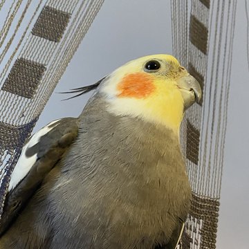 Vandal, a grey cockatiel with orange cheeks